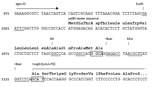 TEGX-HC-hG1[LALA-PG]-Zeo cloning site